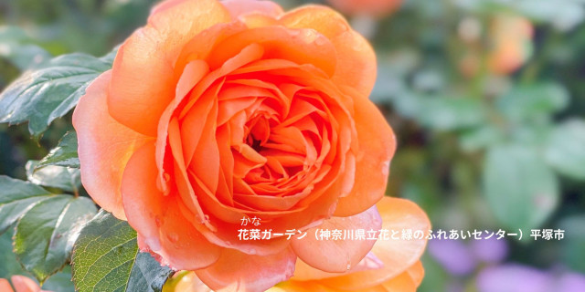 神奈川の秋バラ2025